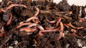 Vermicompost